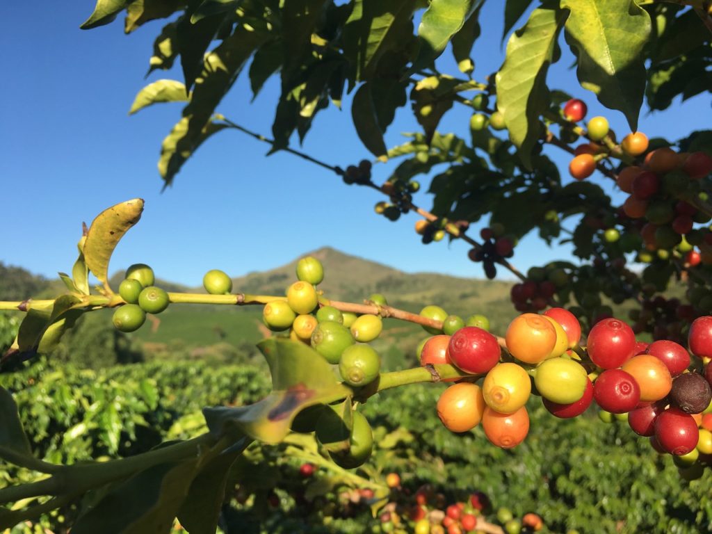 Arabica Vs Robusta Coffee Cherries