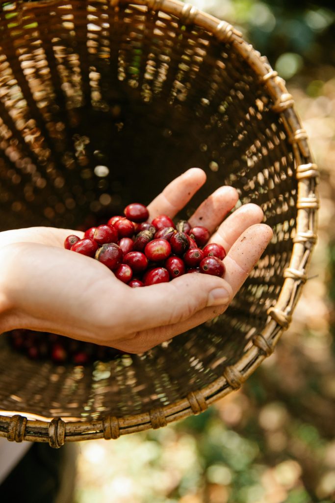 Coffee Cherry Farming