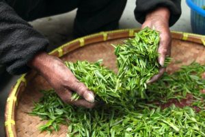 Tea Leaves China